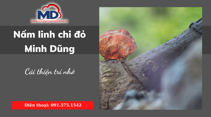 Nấm Linh Chi Đỏ giúp cải thiện trí nhớ não bộ