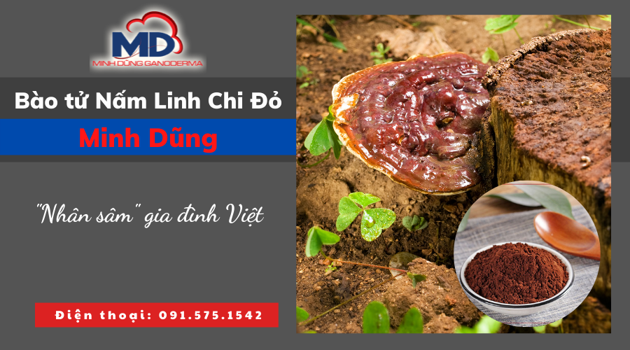 Bột nấm linh chi đỏ