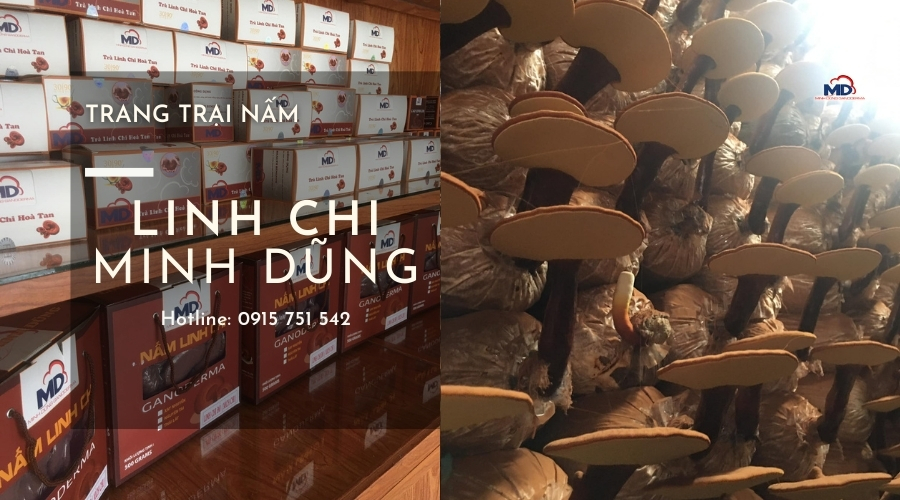 linh chi đỏ chất lượng minh dũng