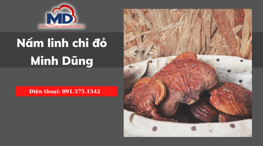 Linh Chi Minh Dũng sự lựa chọn tuyệt vời của mọi gia đình