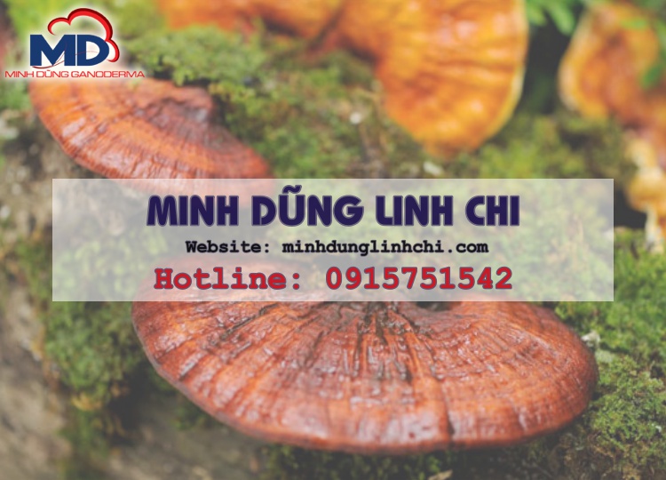 Bào Tử Linh Chi - Thảo dược quý hiếm với nhiều công dụng TUYỆT VỜI