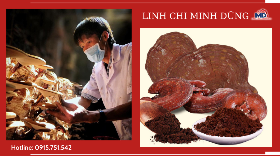 Nấm linh chi minh dũng