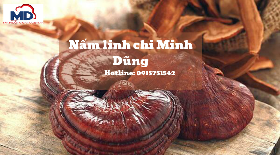 Nấm linh chi đỏ