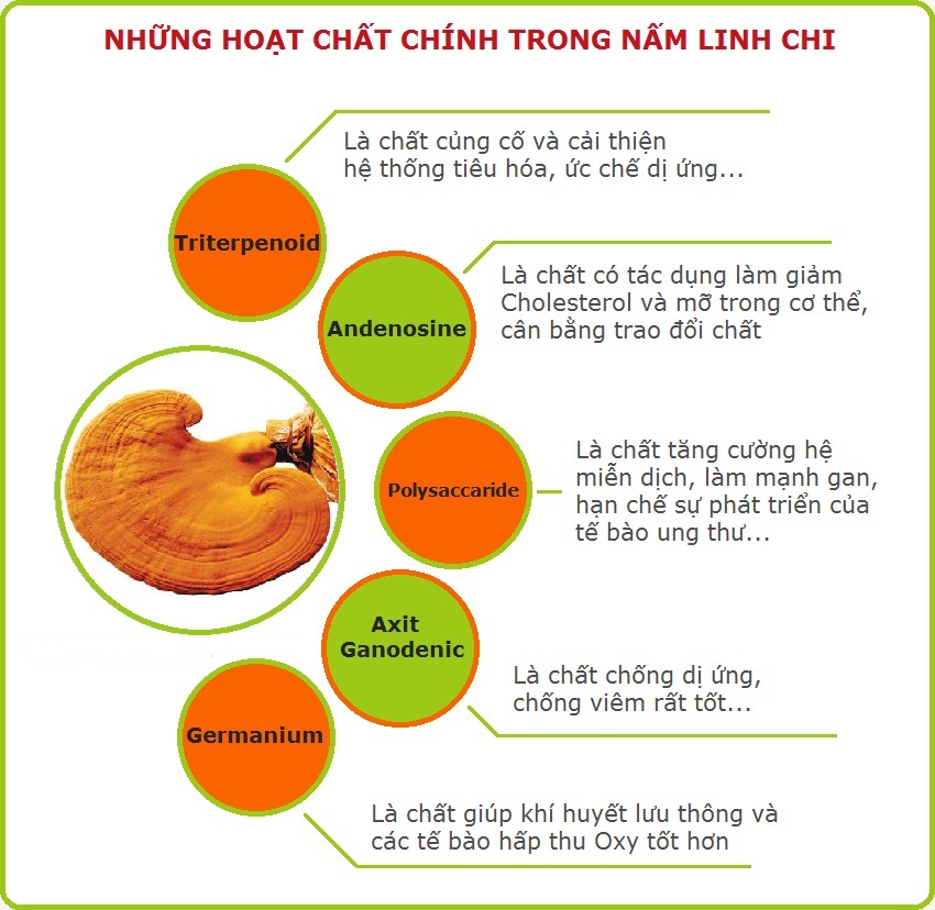 công dụng linh chi