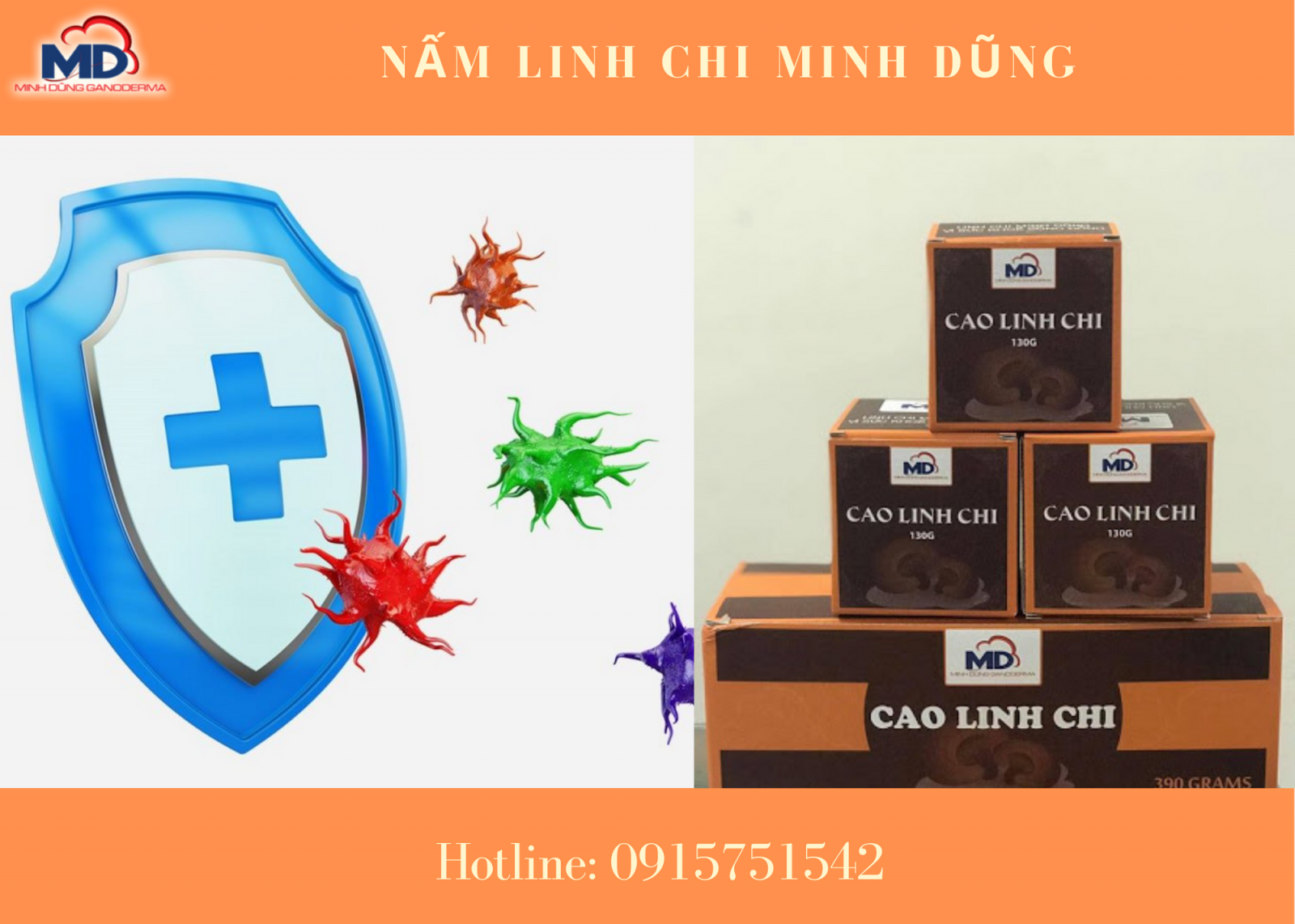 Cao linh chi phòng chống hệ miễn dịch