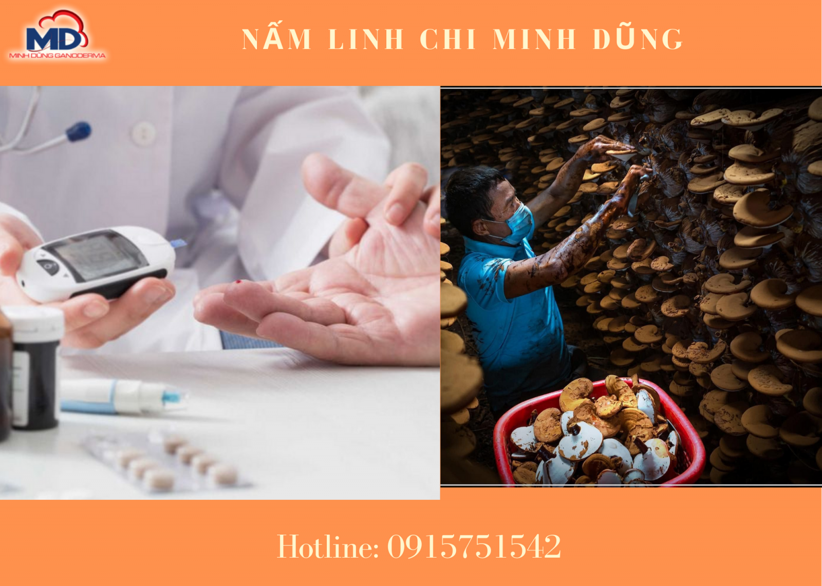 Cao linh chi tốt cho bệnh nhân tiểu đường