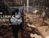 Mẹo nhận biết nấm linh chi đỏ chất lượng tốt trên thị trường hiện nay - Linh Chi Minh Dũng 