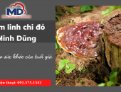 Nấm Linh Chi Đỏ Minh Dũng – Người bạn sức khỏe của tuổi già