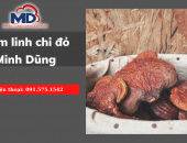 Giải tỏa mọi căng thẳng – Tăng cường trí nhớ não bộ với Linh Chi Minh Dũng