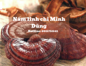 Mách bạn một số phương pháp sơ chế, chế biến và bảo quản nấm linh chi đỏ không mất đi dưỡng chất