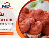 Top những điều cần biết xoay quanh nấm xích chi