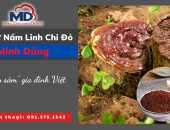 Thượng Phẩm Bào Tử Nấm Linh Chi Đỏ - Thần Dược Gia Đình Việt