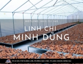 Vì sao nên mua nấm linh chi tại trang trại nấm Minh Dũng?