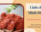 Giải đáp thắc mắc: Người trẻ tuổi có nên sử dụng nấm linh chi?