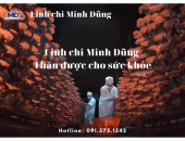 Linh chi đỏ Minh Dũng – Cho trái tim luôn khỏe mạnh